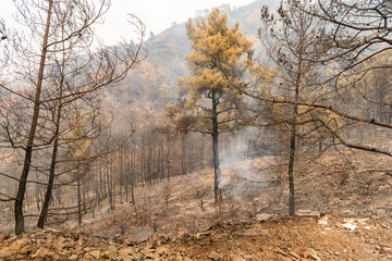 Fototapeta na wymiar Trees burnt in forest fires of July 2021 in Marmaris resort town of Turkey.