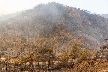 Slopes of hills devastated by forest fires of July 2021 in Marmaris resort town of Turkey.