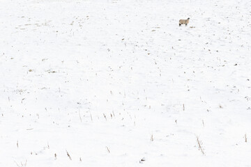 single sheep stood on hillside in the snow