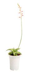 Flower of Cactus & Succulents Aloe in white pot on white back ground isolated.