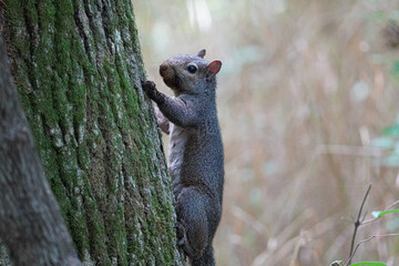 A squirrel climbs a tree in the forest