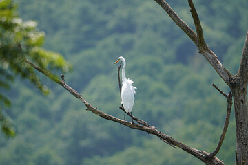 A great egret perched on a branch of a tree.