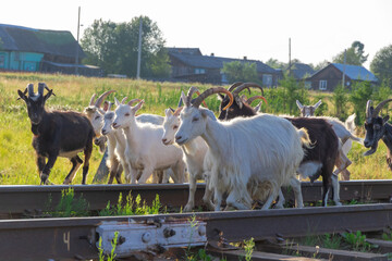 A herd of domestic woolen and dairy goats grazes near the railway in the village on a bright summer sunny day against the backdrop of trees and wooden houses. Close-up