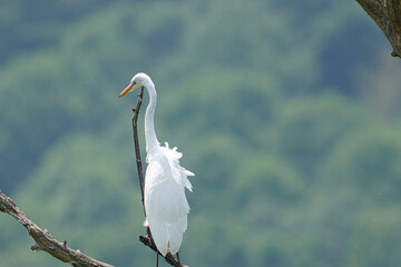 A great egret perched on a branch of a tree.