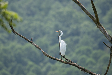 A great egret perched on a branch of a tree.
