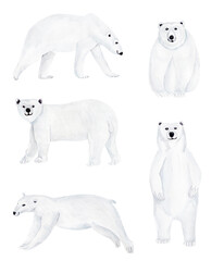 Polar bears watercolor elements set. Template for decorating designs and illustrations.