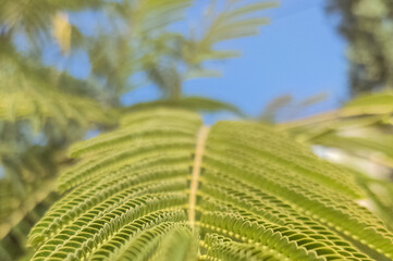 green leaves plants close up in the sun
