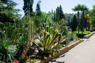 Exotic plants in the Aivazovsky park in Partenit - 448245546