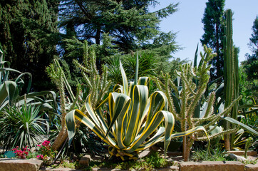 Exotic plants in the Aivazovsky park in Partenit - 448245551