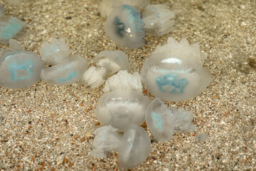 beautiful marine large transparent jellyfish on the seashore