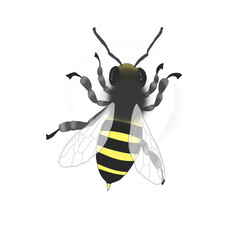 Illustration of a digital bee striped in black and yellow