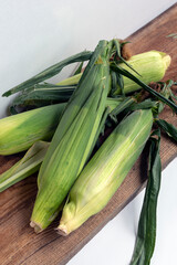 Fresh organic corn cobs unpeeled (in green leaves) on wooden board. Harvest concept. Local food.