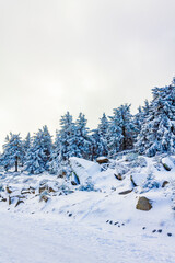 Snowed in icy fir trees landscape Brocken mountain Harz Germany