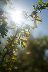 leaves in the sun