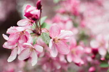 Fototapeta na wymiar pink cherry blossom in spring, blurred background