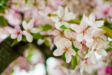 white blossoms in spring, blurred background