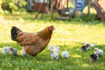 Poultry in a rural yard. Hen and chickens in a grass in the village against sun photos. Gallus gallus domesticus. Poultry organic farm. Organic farming. Sustainable economy. Natural farming.