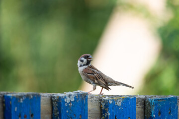 young sparrow on branch...