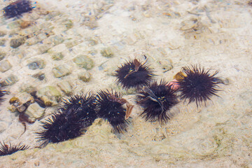 Urchins under water surface. Sea urchin with needles. Underwater life. Nature in Tanzania,...