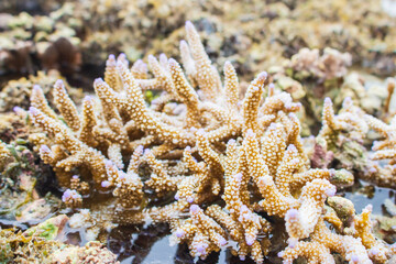 Coral reef in the sea. Marine life close up. Colorful coral. Wildlife concept. Saltwater corals....