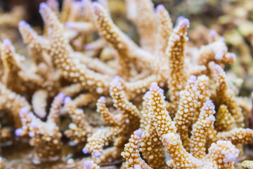 Naklejka na ściany i meble Coral reef in the sea. Marine life close up. Colorful coral. Wildlife concept. Saltwater corals. Exotic nature. Scuba diving. Aquarium life. Tropical nature.