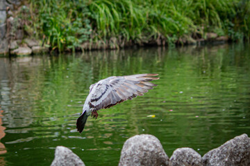 Drum in flight at Infate Dom Pedro Park, City of Aveiro Portugal.