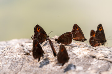 Einige Schmetterlinge auf einem Felsen