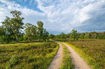 Wanderweg bei Schneverdingen in der Lüneburger Heide
