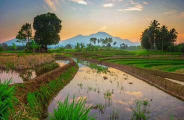 reflection of the morning scenery in the blue rice fields and mountains in indonesia, asia