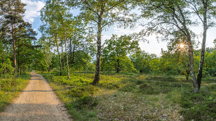 Wanderweg bei Schneverdingen in der Lüneburger Heide