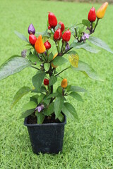 chilli pepper aurora plant with red, yellow and purple chilli isolated on a green background in vertical format