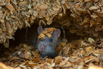 rat in a pile of seeds
