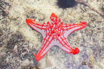 Red star fish under water surface. Marine life. Starfish on sand. Underwater life. Nature in...