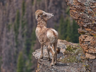 Bighorn Sheep in Colorado