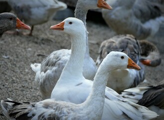 Goose on the farm together nature background
