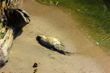 Obraz premium A rotten dead fish lies on a riverbank. Contaminated water in a body of water, lake, pond. Green water. Cyanobacteria, green algae. Global environmental problem caused by chemicals. Dirty coastline.