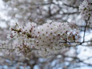 sakura