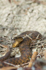 water snake on the shore