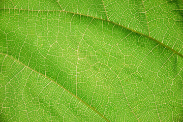 Abstract green leaf texture close-up for background