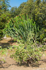 Botanical garden of Palermo, Sicily