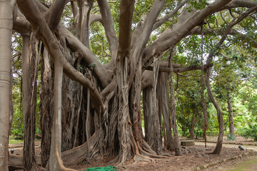 Botanical garden of Palermo, Sicily