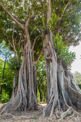 Botanical garden of Palermo, Sicily