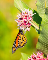 A monarch butterfly sips nectar from a milkweed flower. © M. Leonard Photo