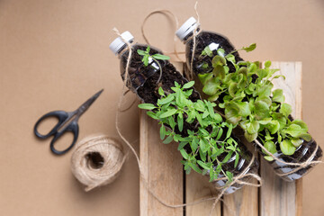 Set of young tomato seedlings in recycled plastic bottles.environmental awareness is important to save our planet