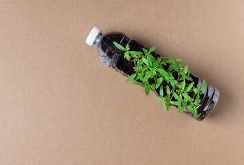Naklejka premium Set of young tomato seedlings in recycled plastic bottles.environmental awareness is important to save our planet