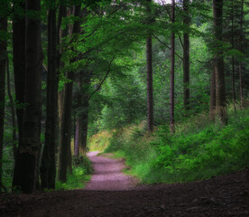 Obraz premium Szlak górski w Beskidzie Małym