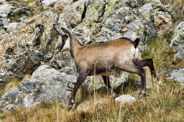 Chamois du Parc National du Mercantour