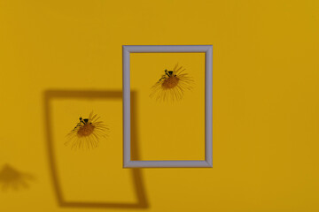 Choose your frame. The concept of life. Will you be in the foreground or in the shadows. White frame and flower on a yellow background. 