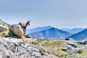 Chamois du Parc National du Mercantour