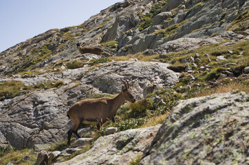 Chamois du Parc National du Mercantour